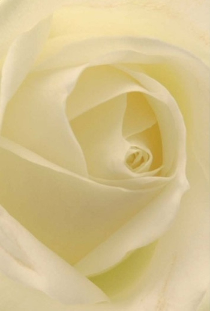 Focusing intently on this classic white rose, as seen in a seasoned Mayfair florist's workshop, the interplay of light across layered petals becomes a lesson in both tranquility and sophistication. Tones of white, cream, and the faintest blush ivory blend seamlessly-each petal bathed in a soft luminance as if the rose quietly glows from within. The gradual curl toward the spiraled heart suggests purity and an unspoken resilience, while delicate shadows lend the flower a subtle sense of drama. As a florist serving Mayfair's elegant events and heartfelt occasions-be it a surprise proposal in Berkeley Square or an apology arrangement delivered nearby-this bloom proves a versatile choice. Its symmetry and flawless formation bring to mind the ordered beauty of the area's manicured gardens. Touches of fragrance, clean and serene, evoke a gentle comfort, reinforcing the rose's role as a messenger of both admiration and remembrance. The artistry is evident: petals arranged with such care that their collective presence breathes an aura of enduring grace-always appropriate, ever sophisticated-wherever kindness or love is expressed throughout Mayfair.