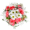 This luminous bouquet, artfully created by a local Mayfair floral artisan, epitomizes the freshness and sophistication of London's renowned garden squares. Pure white daisies, beaming from the center with lively green hearts, appear nestled among coral-pink carnations whose plush, ruffled petals embody the vibrancy of spring markets along Shepherd Market or South Audley Street. Airy clouds of gypsophila drift between the blossoms, infusing the arrangement with a dreamlike softness, while soft eucalyptus leaves and darker greenery envelop the blooms in a mock embrace. Alstroemeria buds with hints of blush and purple emerge discreetly, suggesting both promise and poetic detail. The thoughtfully balanced, circular structure of this bouquet reflects not only the classic forms of Mayfair's landscaping but also the heartfelt touch that defines local floristry. Ideal for celebrating a birthday, sending thanks, or marking life's small triumphs, this composition brings a gentle radiance to any setting, capturing the essence of renewal and joy that defines Mayfair through each expertly arranged stem.